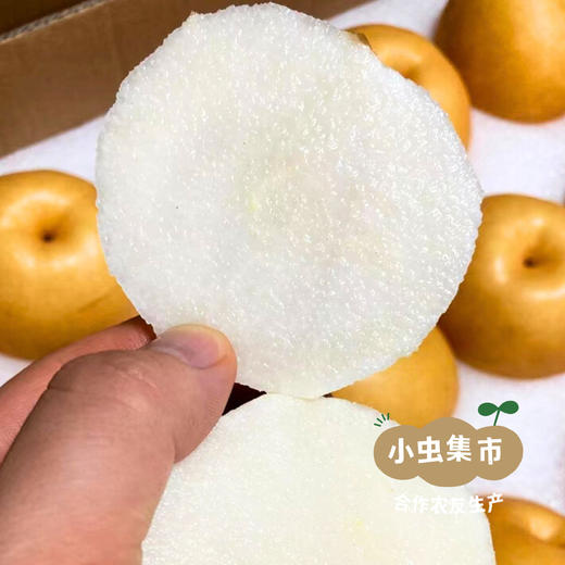 【标果每箱赠送一袋100克秋梨膏】小空山有机圆黄梨 | 合作农友生产，来自河南南召县，生产者：李 鹏 *【公平贸易农人定价】 商品图8