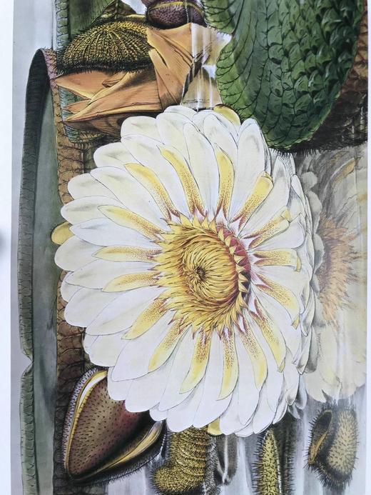 邱园：科学与娱乐的花园 数百幅插图 精装16开 商品图13