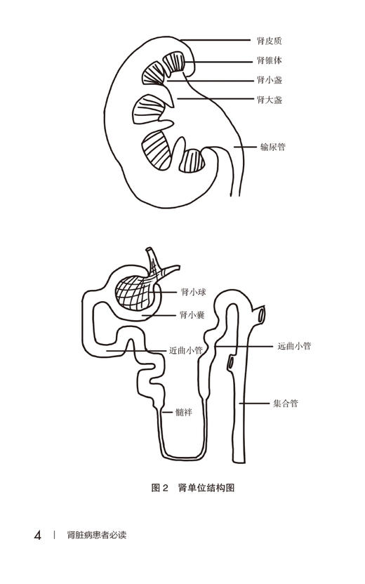 肾脏病患者必读 写给患者的健康指导书系 于秀辰 泌尿系统解剖 常见疾病及症状检查治疗调护方法 中国医药科技出版社9787521442922 商品图3