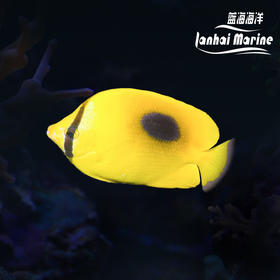 豆豉蝶