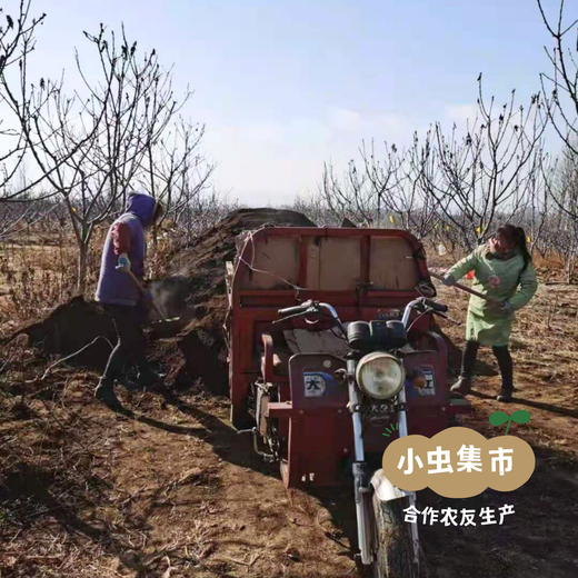 【标果每箱赠送一袋100克秋梨膏】小空山有机圆黄梨 | 合作农友生产，来自河南南召县，生产者：李 鹏 *【公平贸易农人定价】 商品图11