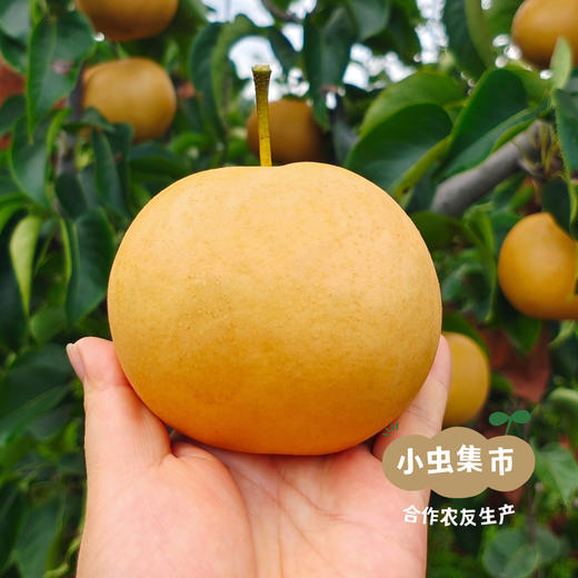 【标果每箱赠送一袋100克秋梨膏】小空山有机圆黄梨 | 合作农友生产，来自河南南召县，生产者：李 鹏 *【公平贸易农人定价】 商品图4