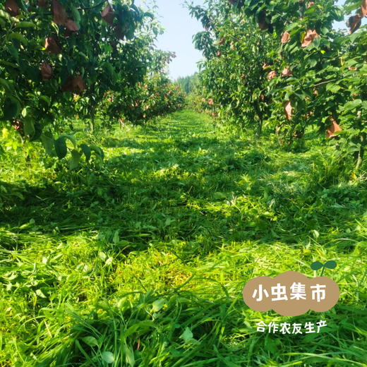 【标果每箱赠送一袋100克秋梨膏】小空山有机圆黄梨 | 合作农友生产，来自河南南召县，生产者：李 鹏 *【公平贸易农人定价】 商品图6