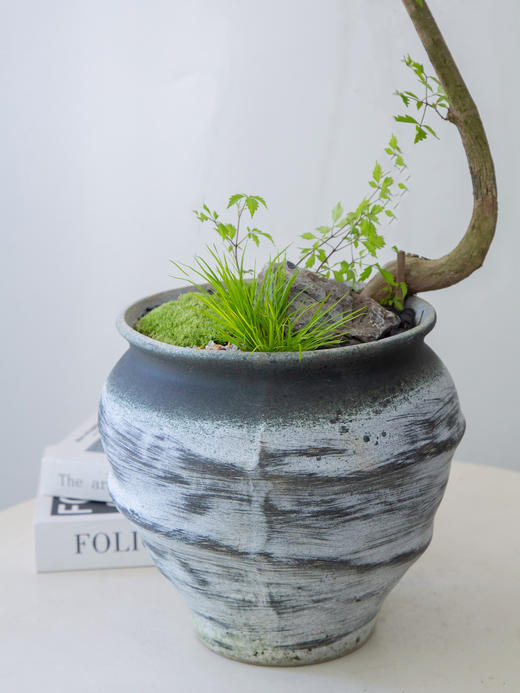 灰色盆黄荆 商品图2