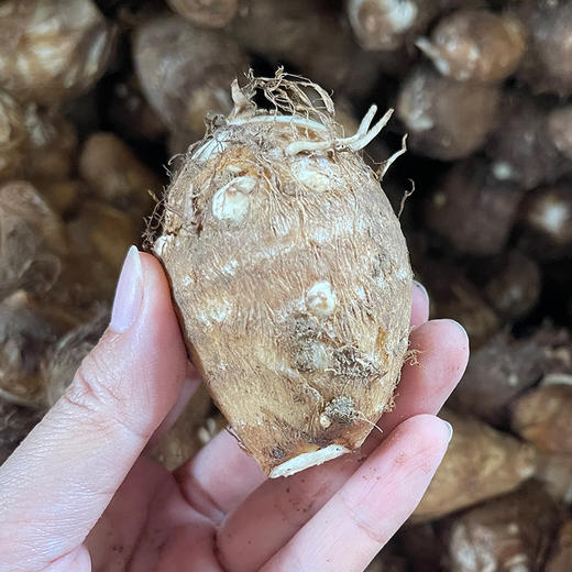 【杨博士甄选】牛奶芋头 新鲜牛奶小芋头 整箱发货 商品图2