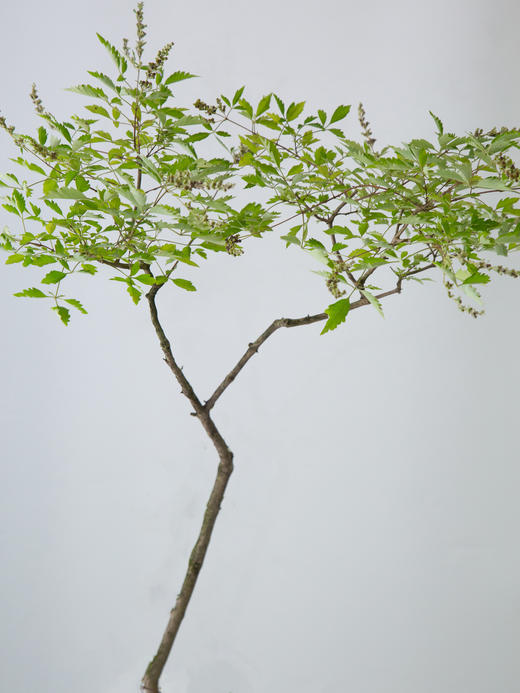 灰色盆黄荆 商品图1