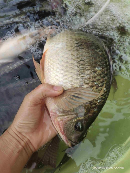 野生小银鱼，黄辣丁、罗非鱼、鲫鱼顺丰包邮 商品图8