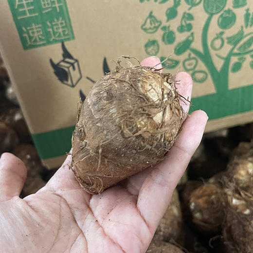 【杨博士甄选】牛奶芋头 新鲜牛奶小芋头 整箱发货 商品图1