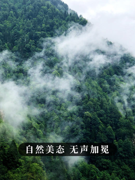 【福气东来】班章五寨核心黄金拼配 2019年普洱茶生茶茶饼 357克/饼礼盒装 高性价比品质茶礼 拍5发6 商品图12