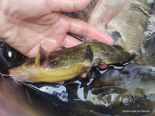 野生小银鱼，黄辣丁、罗非鱼、鲫鱼顺丰包邮 商品图1