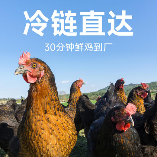 宠王府｜鲜肉低温烘焙猫粮鲜焙大师高端无谷低敏高蛋白幼猫成猫通用 商品图7