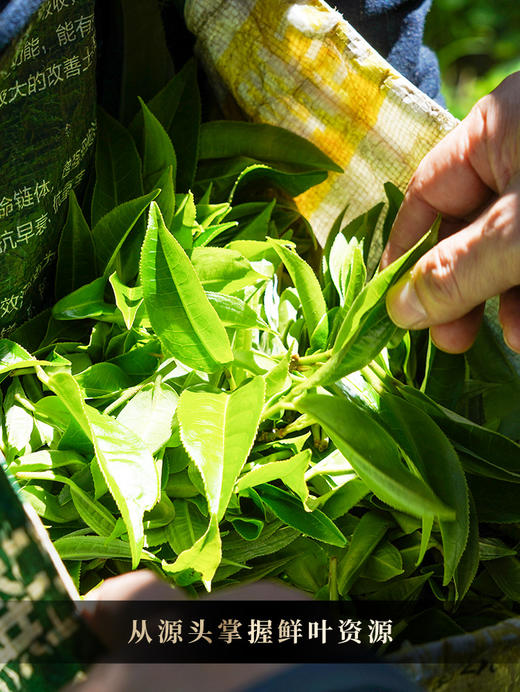 【吉星高照熟茶】熟茶喝勐海味 10年地道陈 天然“山泉水”发酵独绝风味 普洱茶熟茶礼盒装 357克/饼 拍5发6 拍20发25 商品图8