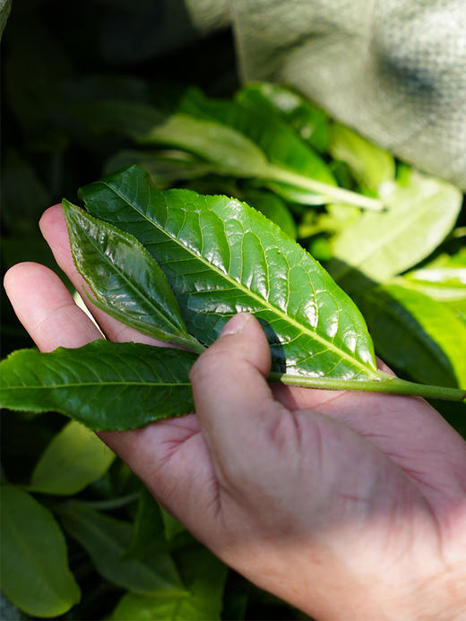 【福气东来】班章五寨核心黄金拼配 2019年普洱茶生茶茶饼 357克/饼礼盒装 高性价比品质茶礼 拍5发6 商品图5