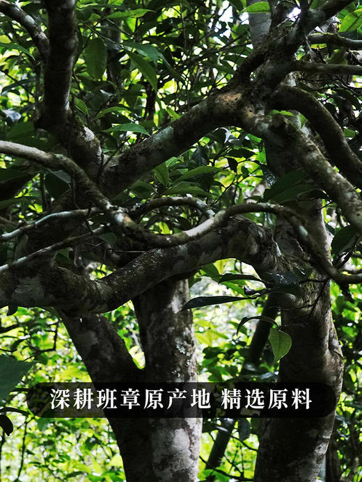 【福气东来】班章五寨核心黄金拼配 2019年普洱茶生茶茶饼 357克/饼礼盒装 高性价比品质茶礼 拍5发6 商品图7