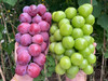 ✈️顺丰包邮到家！大连葡萄基地正宗晴王，妮娜皇后混合装，各一串，约4斤/箱 商品缩略图0