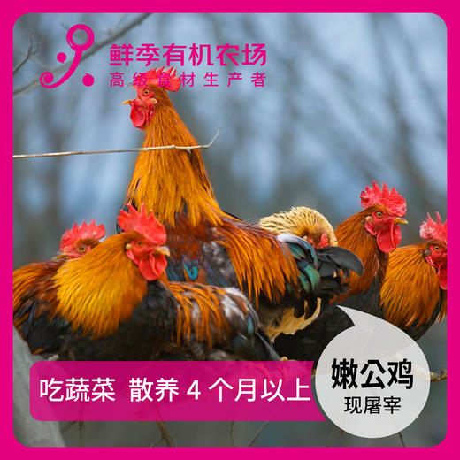 散养 火锅鸡半只 切块  现屠宰/空运 吃有机黄豆玉米蔬菜 商品图4