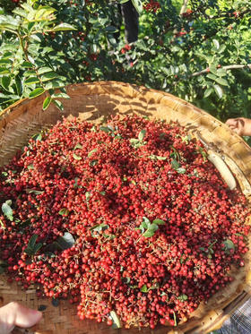 正宗汉源新红花椒，正当季，三伏天采摘的品质佳！色泽丹红，新花椒拿到手里一股浓浓的花椒味，要比平常买到花椒要好很多，川菜中的灵魂🥳，麻香四溢🤩，半斤装！