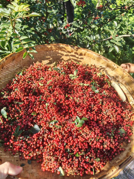 正宗汉源新红花椒，正当季，三伏天采摘的品质佳！色泽丹红，新花椒拿到手里一股浓浓的花椒味，要比平常买到花椒要好很多，川菜中的灵魂🥳，麻香四溢🤩，半斤装！ 商品图0