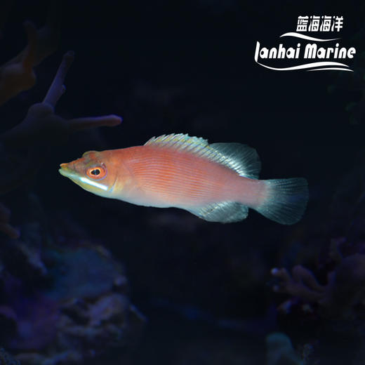 粉狐/蒙娜丽莎龙 商品图0