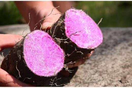 【紫玉山药粉】限时秒杀119两罐，传统麸炒、营养代餐，古法工艺，全程无添加。 商品图3