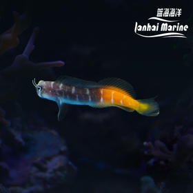 双色虾虎