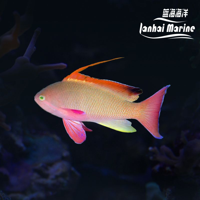 印度洋蓝眼宝石 公