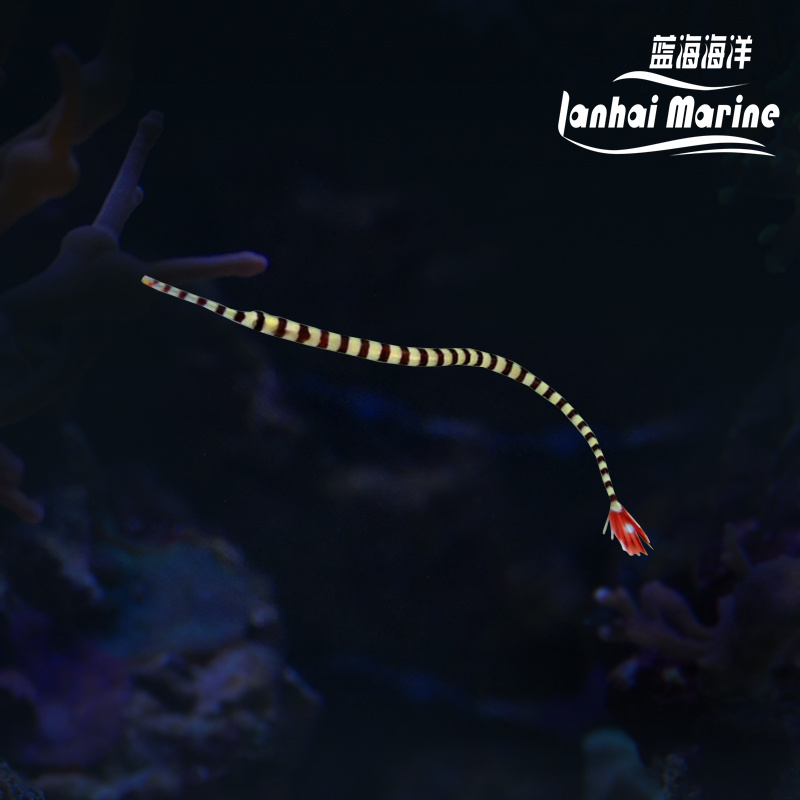 斑节海龙