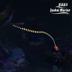 斑节海龙