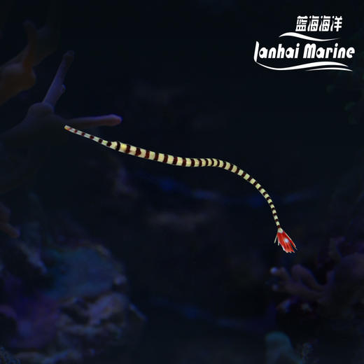 斑节海龙 商品图0