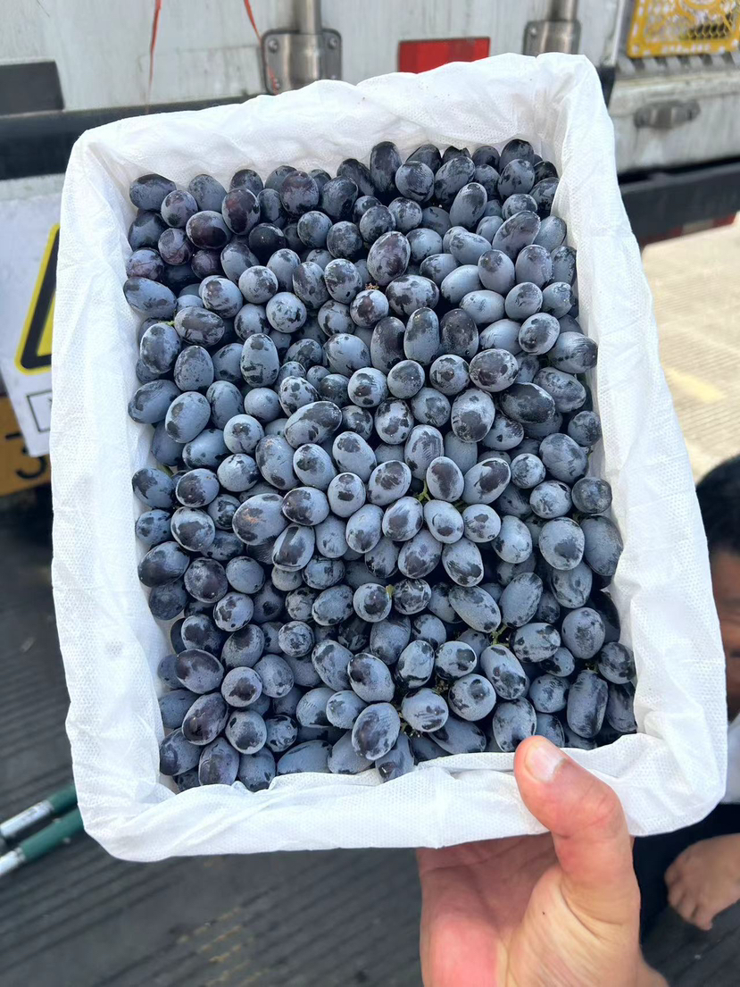 新疆黑加仑无籽提一件