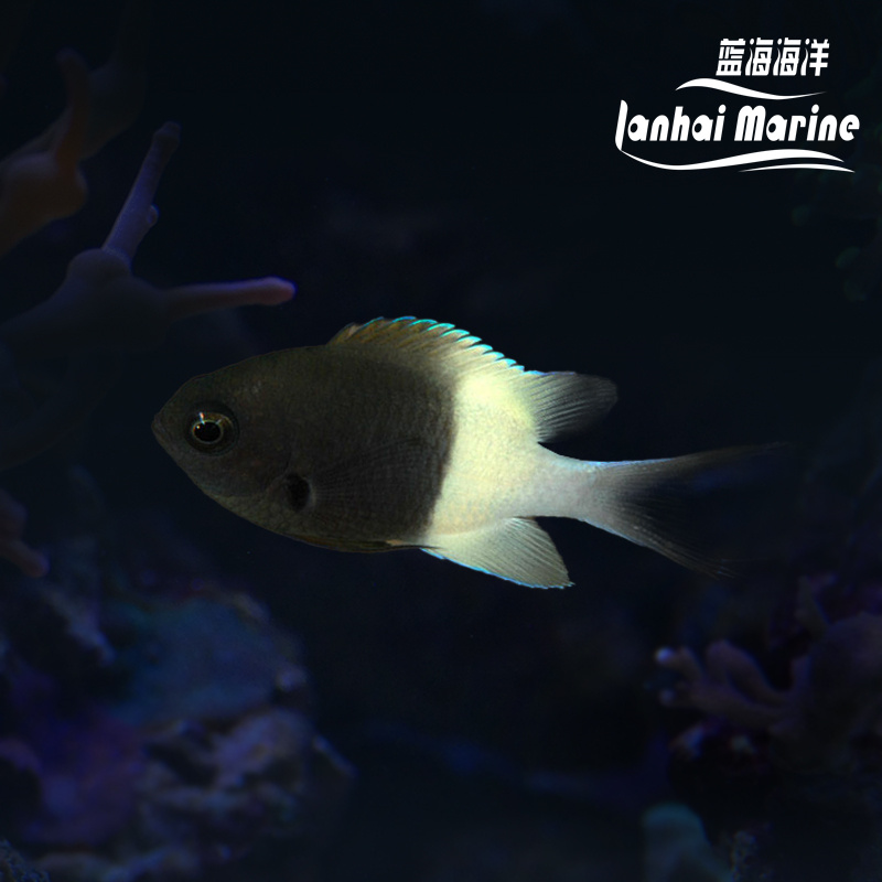 白尾魔