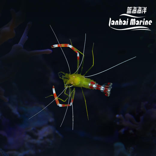 黄美人虾 商品图0