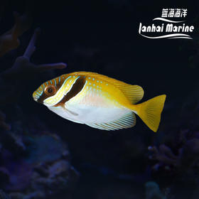 兔仔狐狸