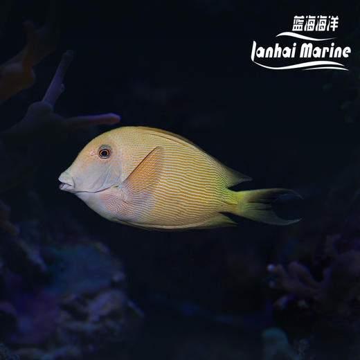 食苔吊 商品图0