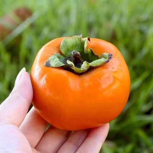 【脆甜不涩口！香甜脆柿子】人工采摘挑选！皮薄肉厚 个头饱满 果香浓郁！现摘新鲜应季水果冰糖甜柿脆甜可口脆柿子Y 商品图0