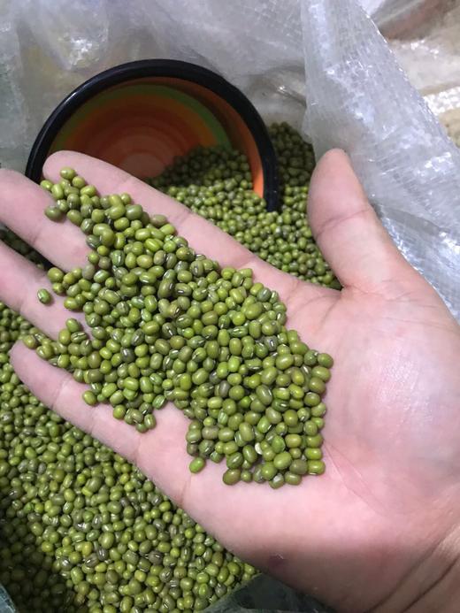 黑土地上的绿豆！【东北农家绿豆】当季绿豆 粗加工保留胚芽 无添加无色素 出沙快 绿豆芽发芽率高 消暑降火 夏季消暑的不二之选~ 商品图4