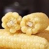 【香甜糯口！西双版纳拇指小玉米】个头虽小 口感美味 ！新鲜糯玉米蔬菜健康轻食玉米Y 商品缩略图2