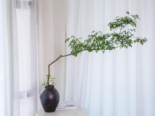 黑盆黄荆 商品图0