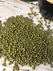 黑土地上的绿豆！【东北农家绿豆】当季绿豆 粗加工保留胚芽 无添加无色素 出沙快 绿豆芽发芽率高 消暑降火 夏季消暑的不二之选~ 商品缩略图2