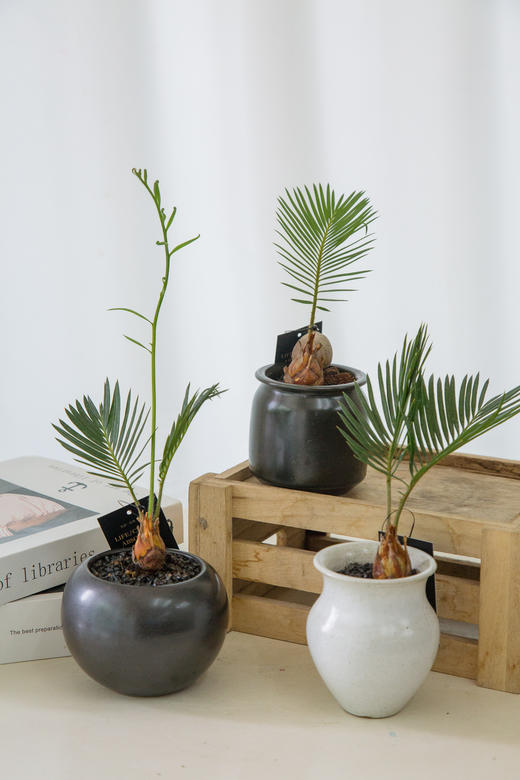 铁树宝宝（一个） 商品图0