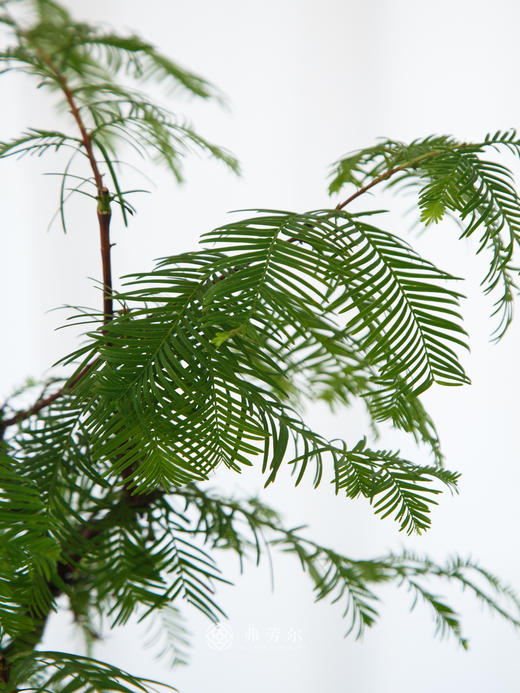 青花瓷盆水杉 商品图2