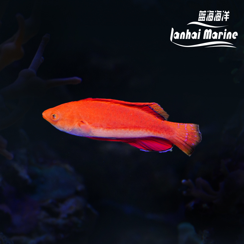 蓝腹仙子龙 公