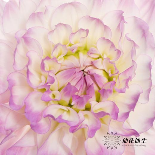 配花 | 大丽花玛格丽塔{轻微瑕疵不售后} 商品图7