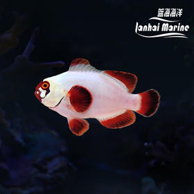 人工金砖透红小丑