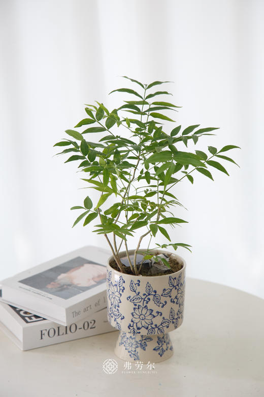 无患菩提 商品图0