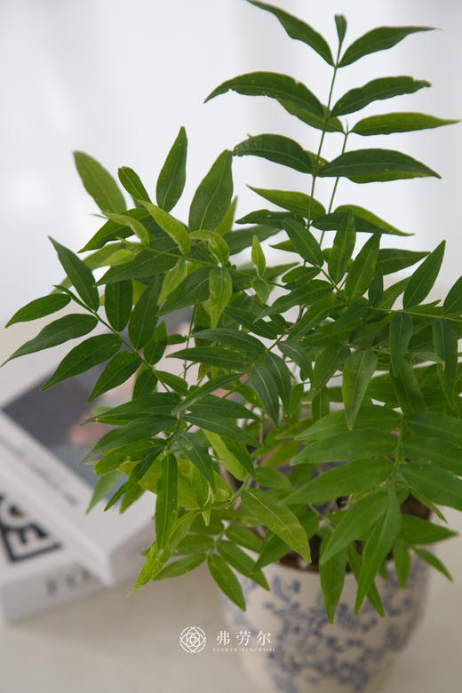 无患菩提 商品图1