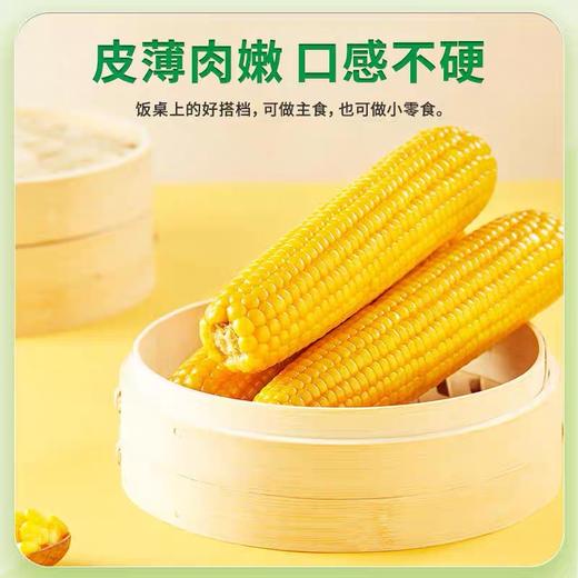 优选丨25年新玉米【香甜糯】东北糯玉米棒 8根装 近2个月内生产日期！软！糯！香！甜！ 商品图6