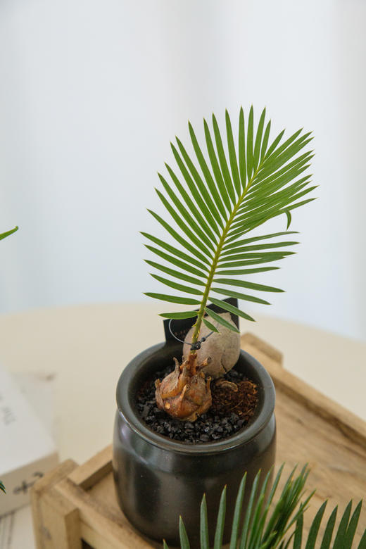 铁树宝宝（一个） 商品图1