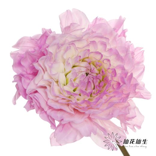 配花 | 大丽花玛格丽塔{轻微瑕疵不售后} 商品图3