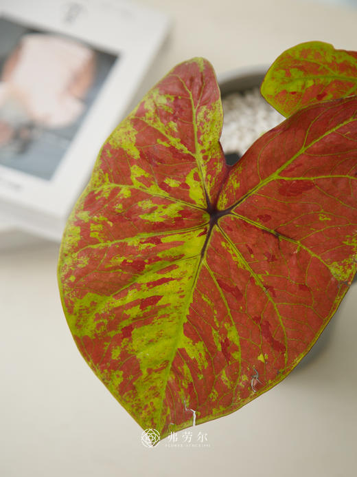 彩叶芋 商品图1